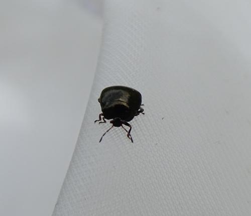 Réf. 302 749 : Coptosoma scutellatum